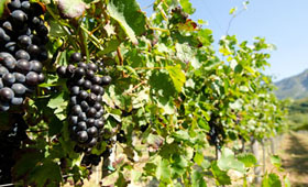 Tecnovino investigacion en viticultura RedVitis 280x170