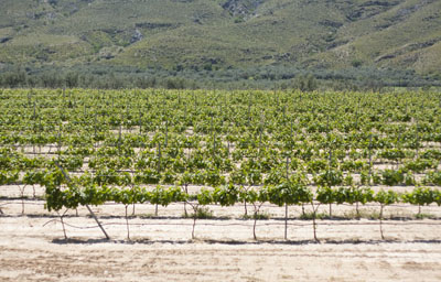 Vineyard in Spain