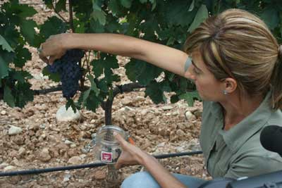 Tecnovino DOCa Rioja maduracion uva 2013