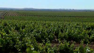 Tecnovino ayudas Junta Castilla y Leon vino DO Tierra de Leon