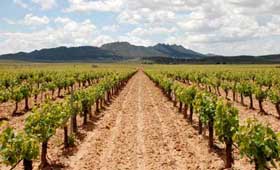 Tecnovino uva vinificacion Murcia subida produccion 2013