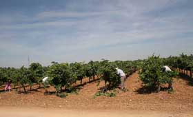 Tecnovino vendimia Castilla La Mancha