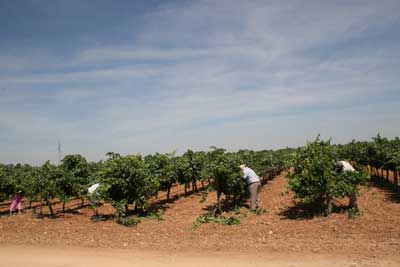 Tecnovino vendimia Castilla La Mancha