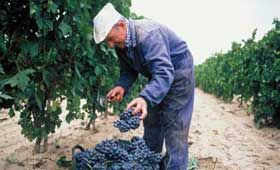 Tecnovino vendimia de Rioja 2013