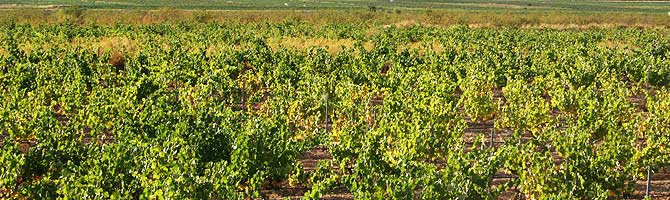 Tecnovino DOP Vinos Alicante vendimia 2013