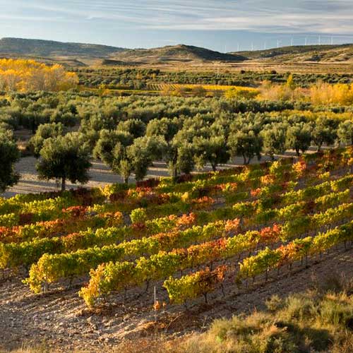 Tecnovino Asociacion para la Promocion del vino de garnacha