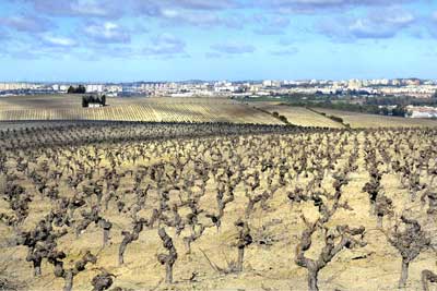 Tecnovino Jerez Ciudad Europea del Vino