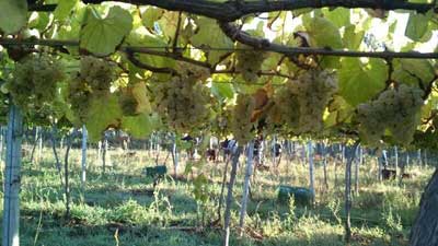 Tecnovino Martin Codax aromas varietales del albarino