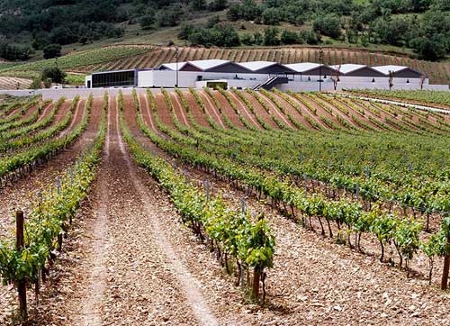 Tecnovino Smart Vineyard Bodegas Emilio Moro