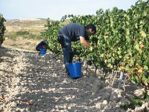 Tecnovino vinos de Tempranillo estudio Neiker