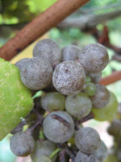 Tecnovino vinos de Tempranillo estudio Neiker