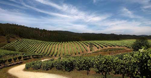 Tecnovino Acevin rutas del vino de Alicante y Campo de Carinena