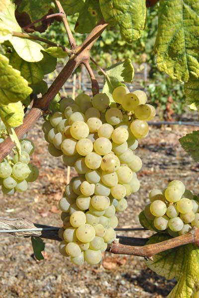 Tecnovino patrimonio vinicola catalan Bodegas Torres