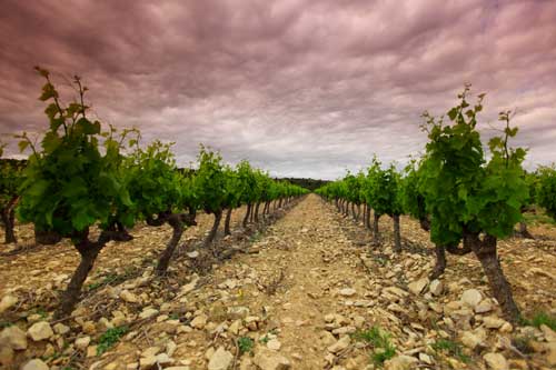 Tecnovino ley sobre el alcohol vino alimento vinedo