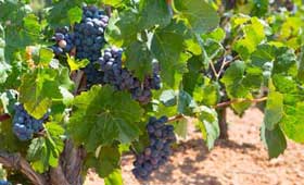 Tecnovino programa nacional del vino modificaciones