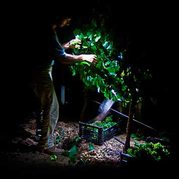 Tecnovino vendimia en Finca Albret