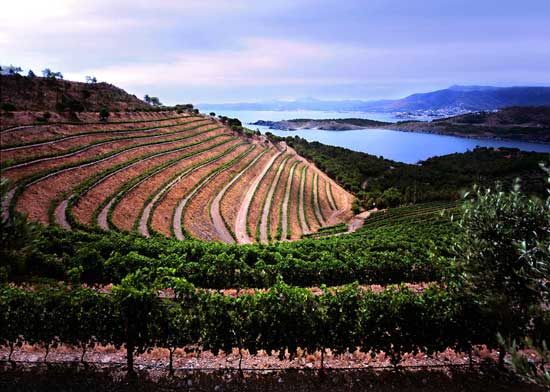 Tecnovino Acevin Emporda Ruta del Vino