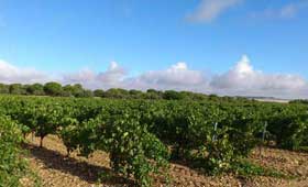 Tecnovino Ruta del Vino de Rueda