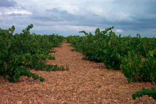 Tecnovino Ruta del Vino de Rueda majuelo vinedo 2