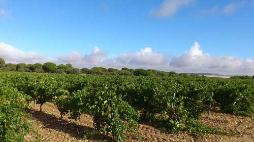 Tecnovino Ruta del Vino de Rueda majuelo vinedo