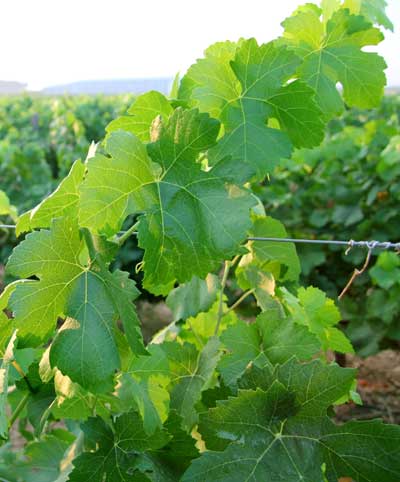 Tecnovino energia verde vina Vineyard4heat