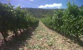 Tecnovino vendimia 2014 en la Ribera del Duero