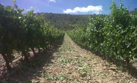 Tecnovino vendimia 2014 en la Ribera del Duero