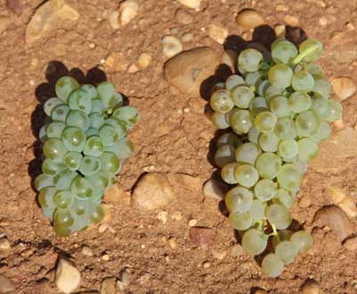 Tecnovino Javier Sanz Viticultor racimo malcorta verdejo