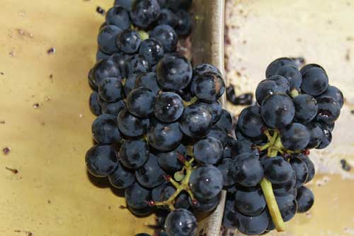 Tecnovino Ribera del Duero Vendimia Valdemonjas ultimo racimo