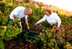 Tecnovino vinos nacionales Grupo Jorge Ordonez vendimia manual