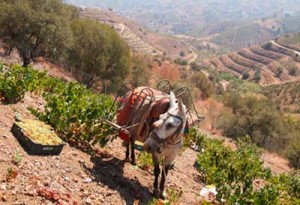 Tecnovino vinos nacionales Grupo Jorge Ordonez vendimia mulas