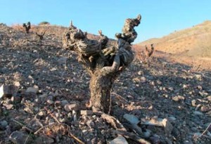 Tecnovino vinos nacionales Grupo Jorge Ordonez vinas viejas Calatayud