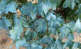 Tecnovino Neiker fitosanitarios en viticultura