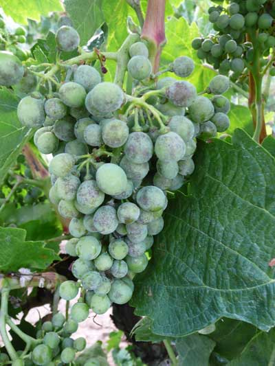 Tecnovino Neiker fitosanitarios en viticultura
