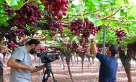 Tecnovino uso sostenible de fitosanitarios Magrama Murcia