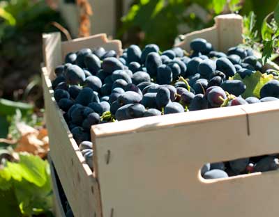 Tecnovino viticultores pagar la uva 30 dias