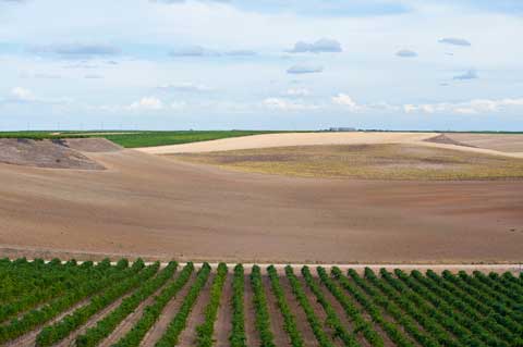 Tecnovino Ruta del Vino de Rueda vinedo Munoz Romero