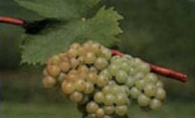 Tecnovino uva moscatel de grano menudo Imidra