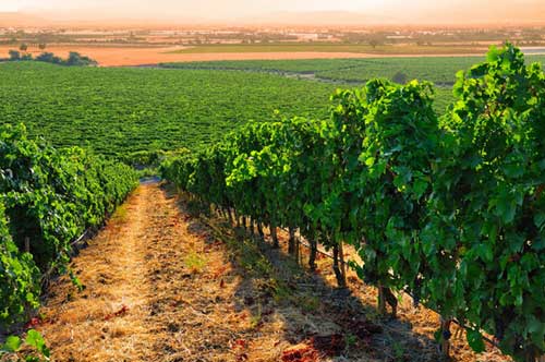 Tecnovino vinos emergentes Turquia Prowein vinedo