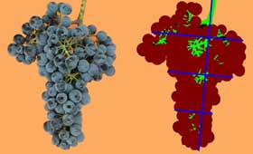 Tecnovino densidad de los racimos de uva