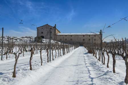 Tecnovino vino Purgatori Bodegas Torres finca 2