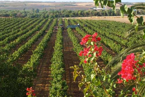 Tecnovino Condado de Huelva UHU variedades tintas