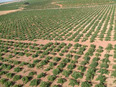 Tecnovino viñedo DO Mancha producción de vino