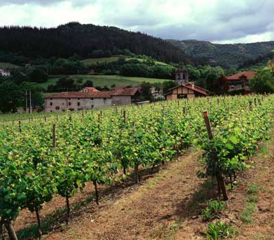 Tecnovino derechos de plantacion de vinedos