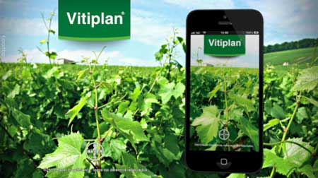 Tecnovino maduracion de la uva Bayer CropScience Vitiplan