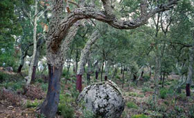 Tecnovino sector corchero catalan Icsuro Retecork paisaje