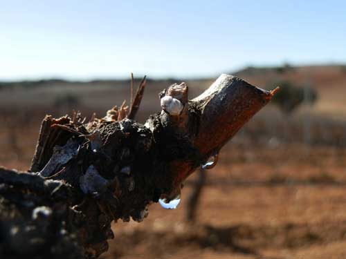 Tecnovino sensores inalambricos vinedo Matarromera