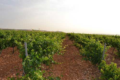 Tecnovino sensores inalambricos vinedo Matarromera