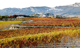 Tecnovino Rioja Alavesa Ardo Koloreak Basque Wine