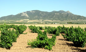 Tecnovino Feaga sector vitivinicola